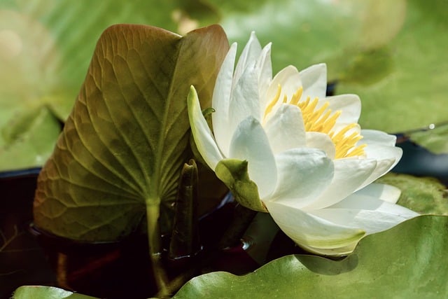 water-lily-8074663_640