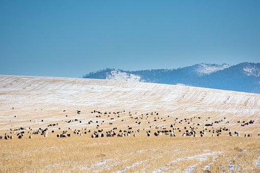 herd-7658724__340