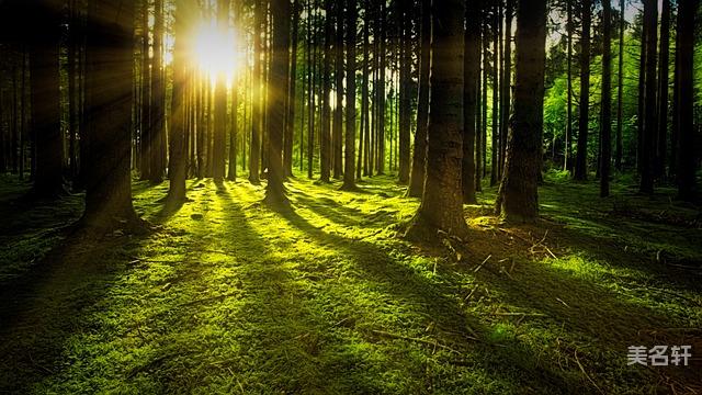 叶姓女孩名字高端大气100分(精选600个)